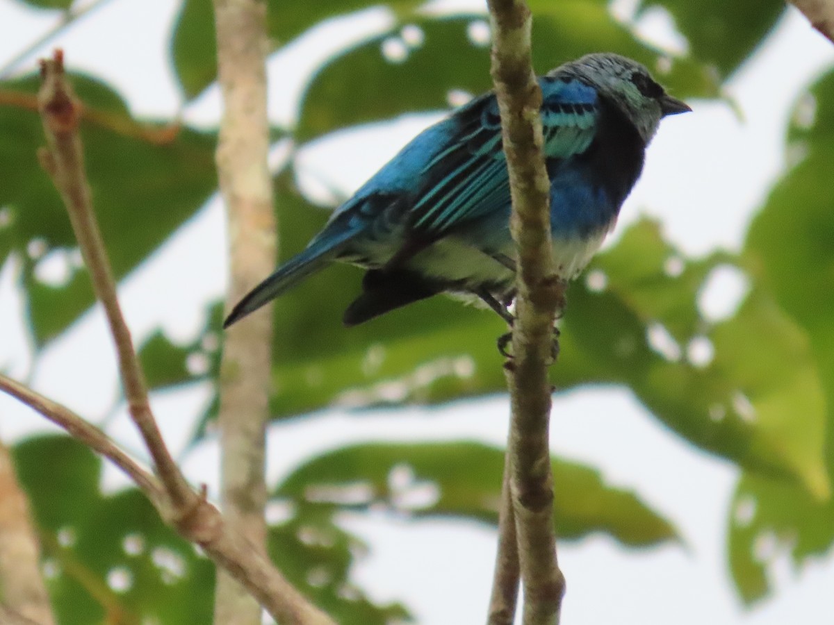 Masked Tanager - ML621004235