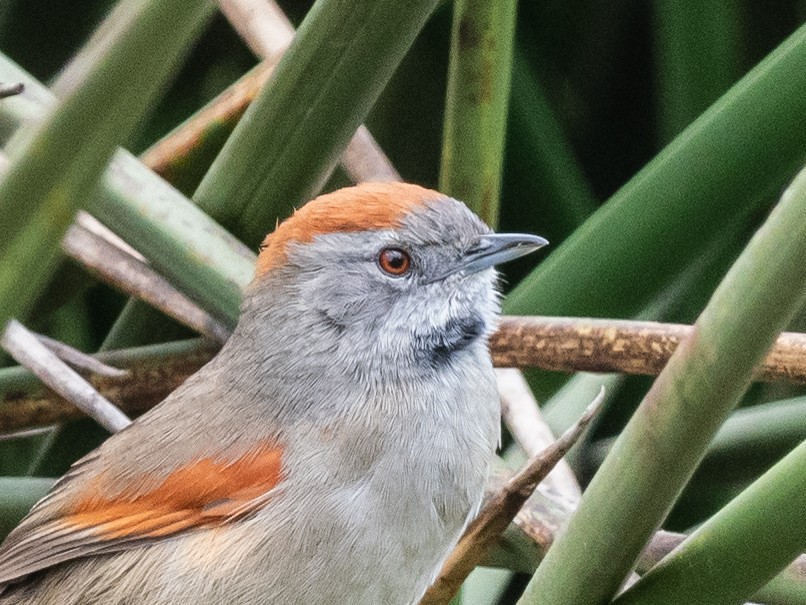 Silvery-throated Spinetail - ML621004237