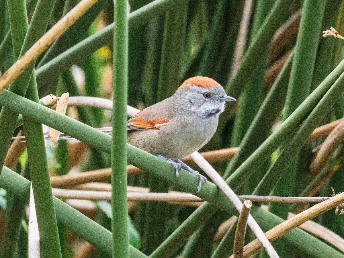 Silvery-throated Spinetail - ML621004240