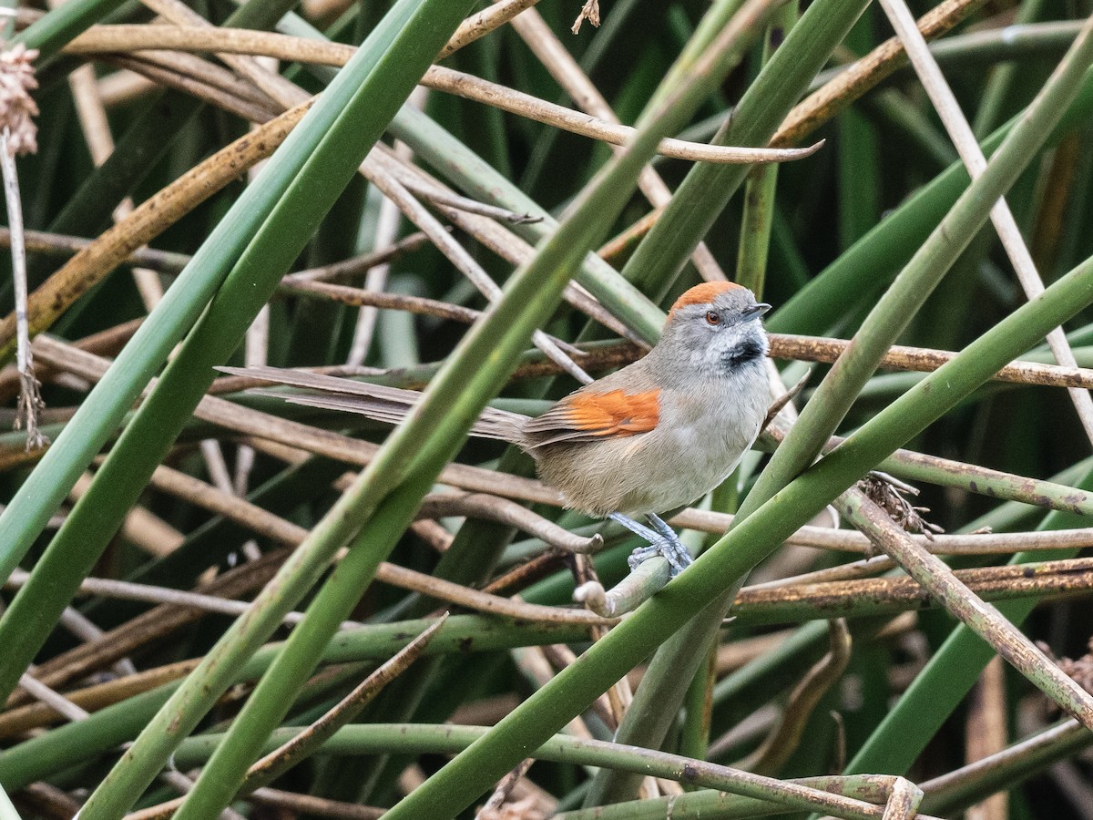 Silvery-throated Spinetail - ML621004241