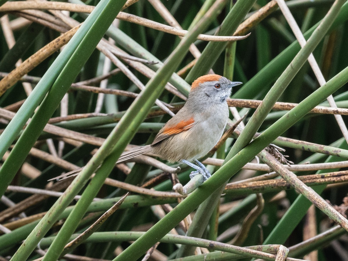 Silvery-throated Spinetail - ML621004242