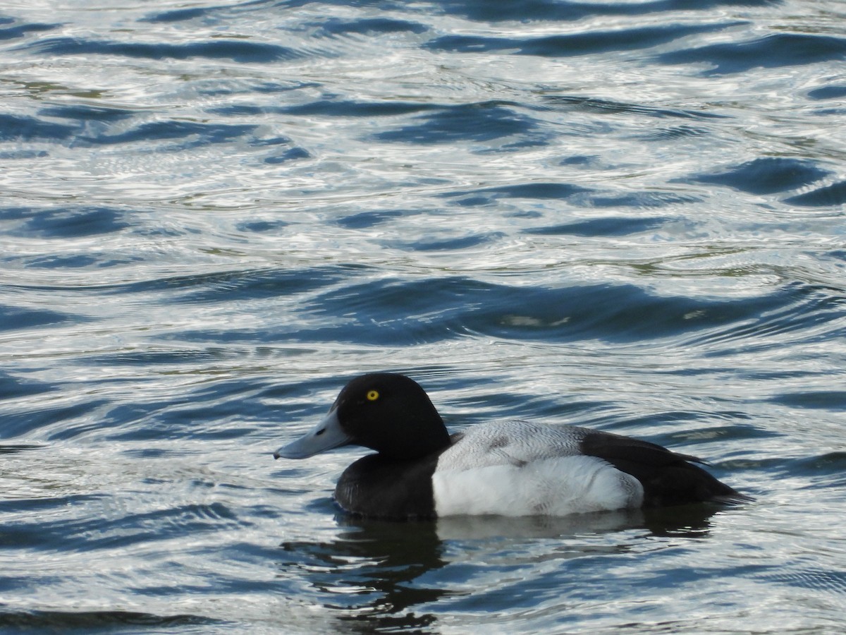 Greater Scaup - ML621004264