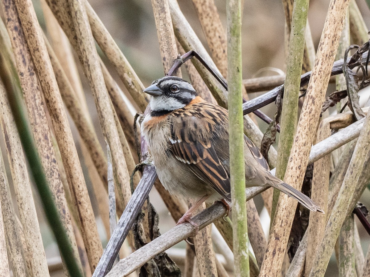 Rufous-collared Sparrow - ML621004265