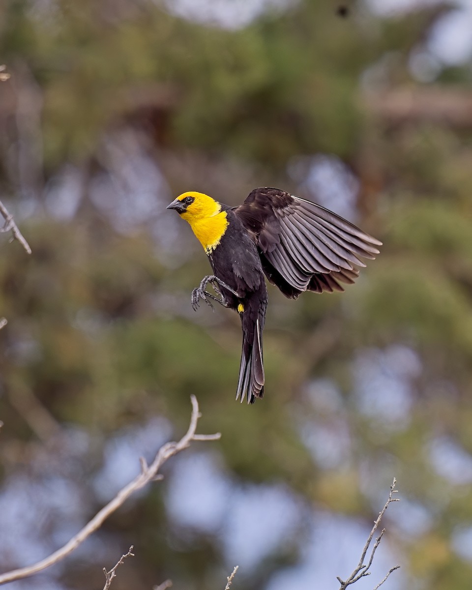 Yellow-headed Blackbird - ML621004294