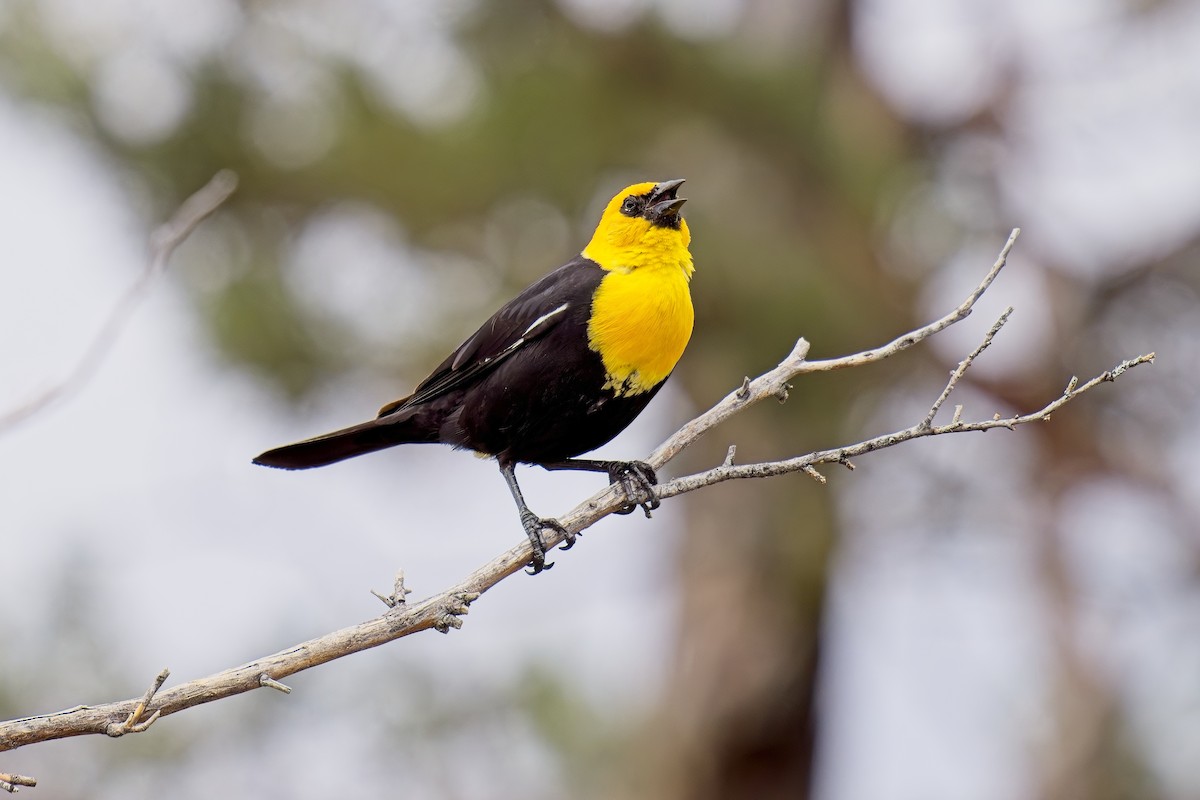 Yellow-headed Blackbird - ML621004295