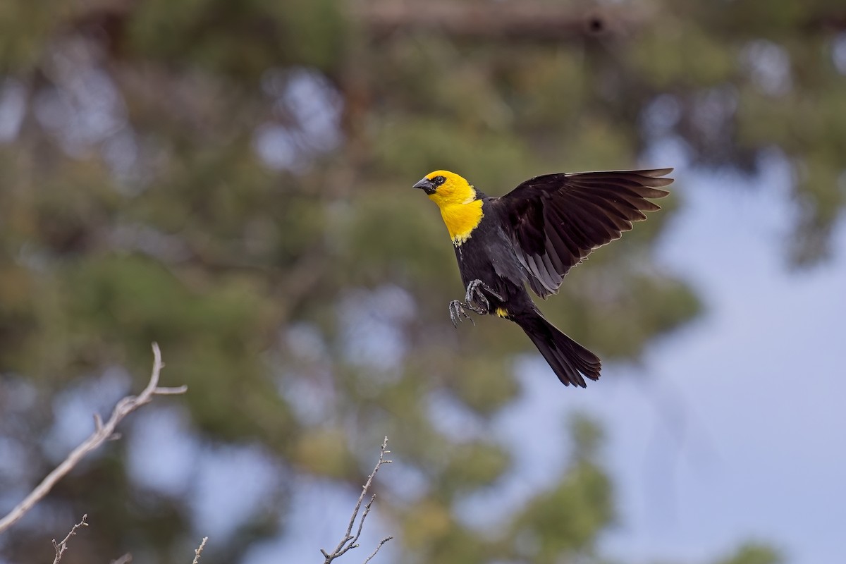 Yellow-headed Blackbird - ML621004296