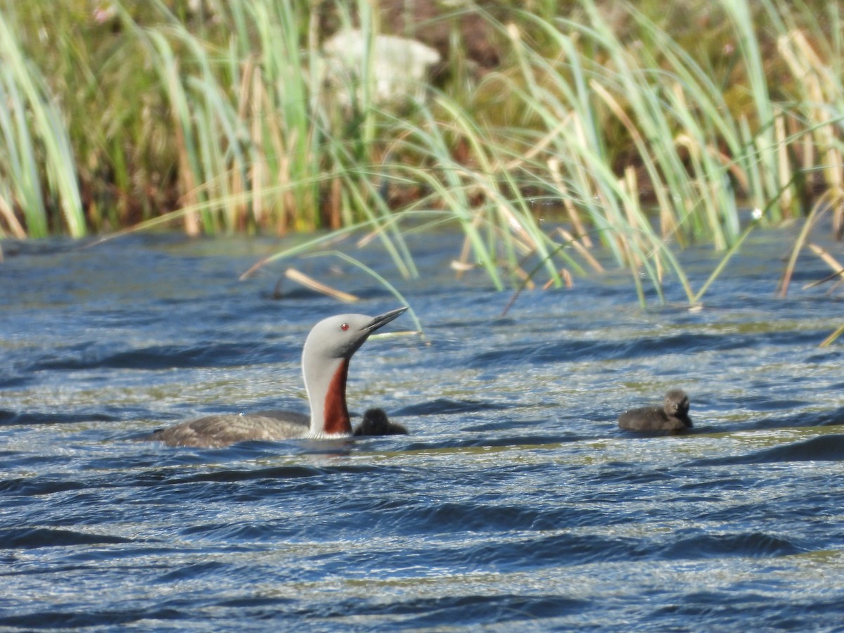 Red-throated Loon - ML621004320