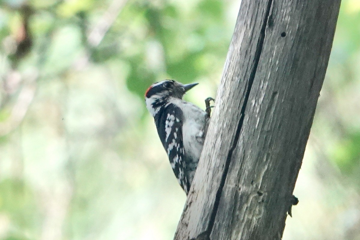 Downy Woodpecker - ML621004326