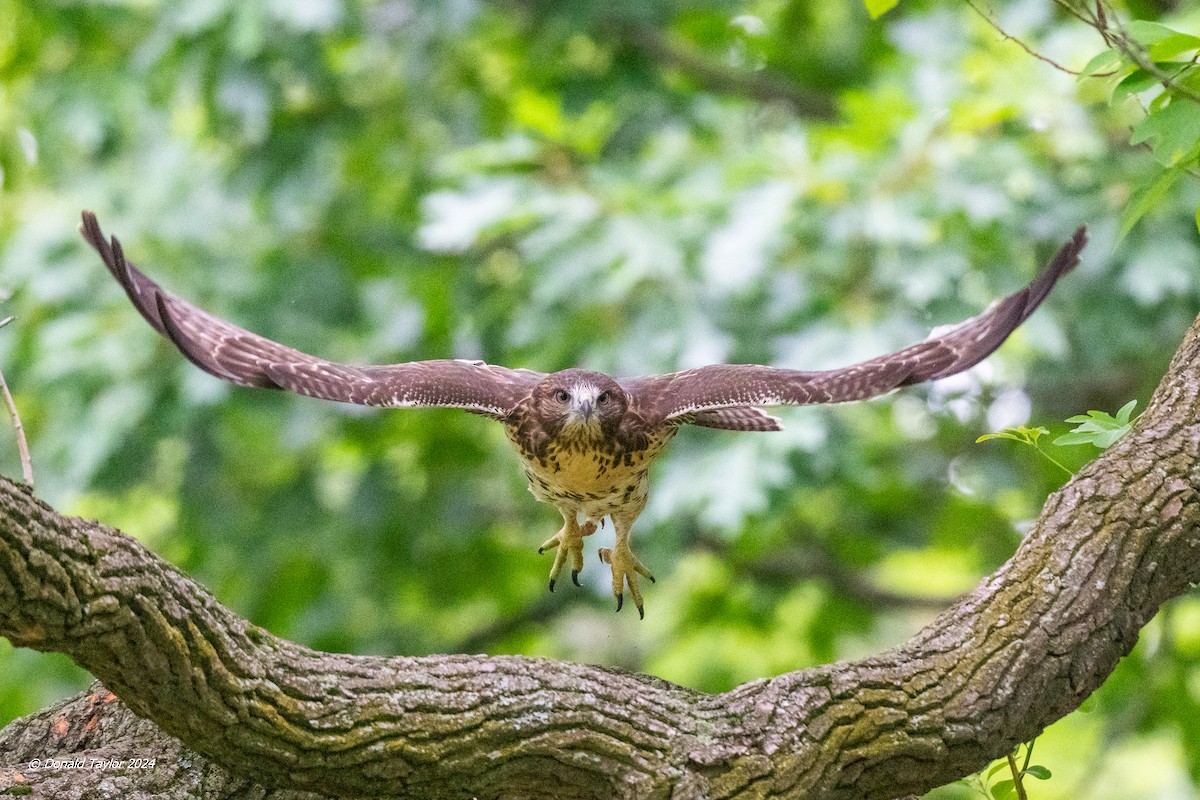 Red-tailed Hawk - ML621004330