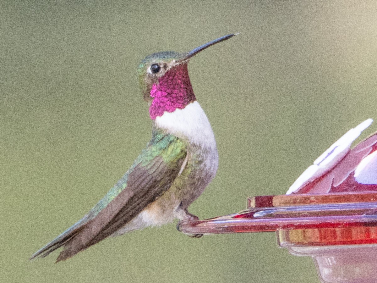 Broad-tailed Hummingbird - ML621004357