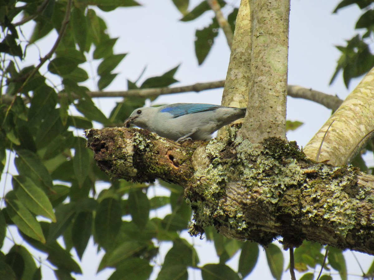 Blue-gray Tanager - ML621004385