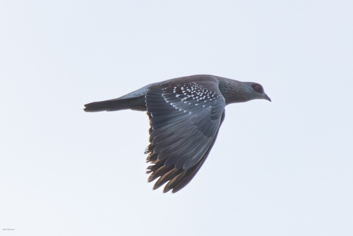Speckled Pigeon - ML621004404
