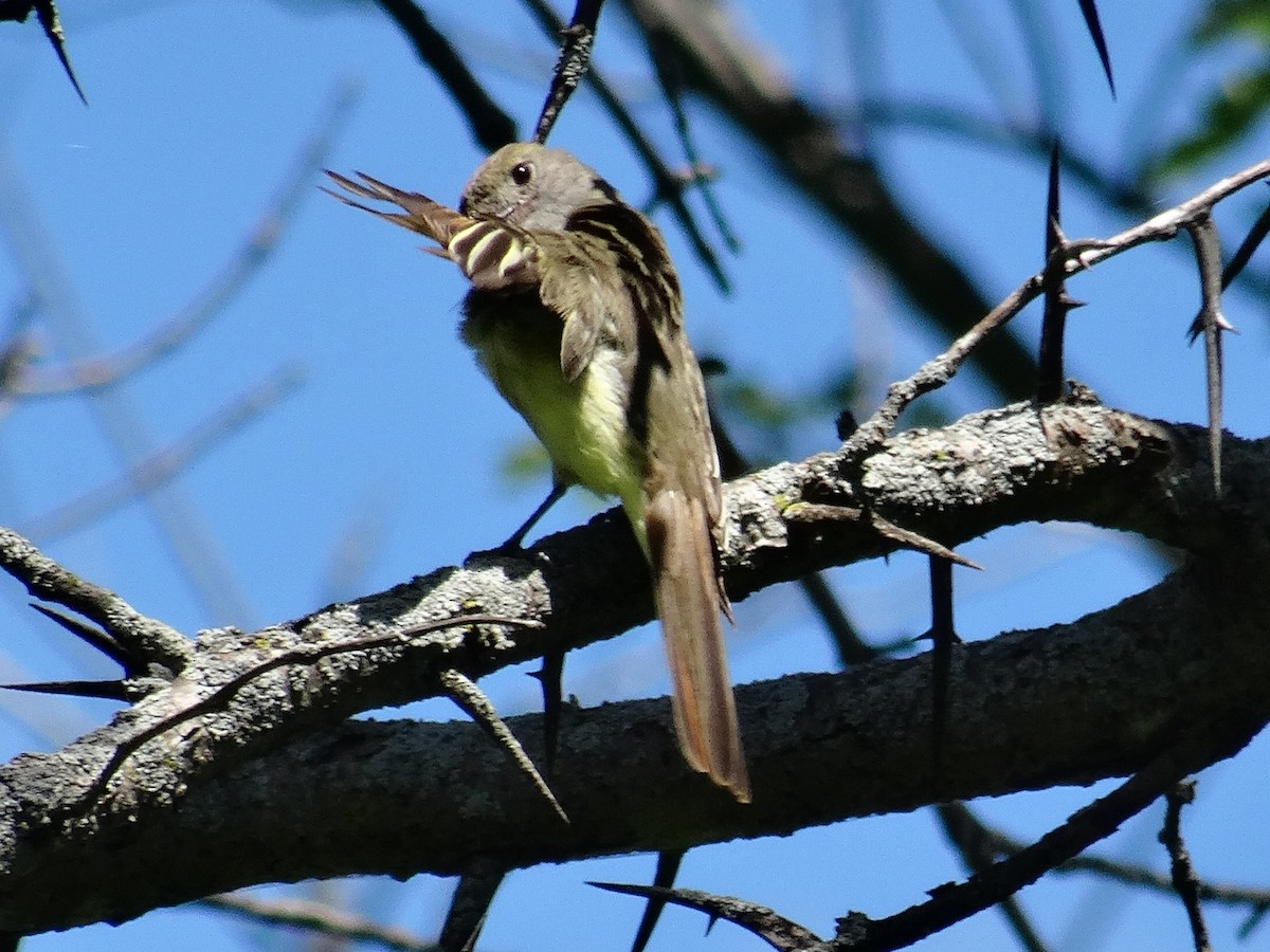 Great Crested Flycatcher - ML621004473