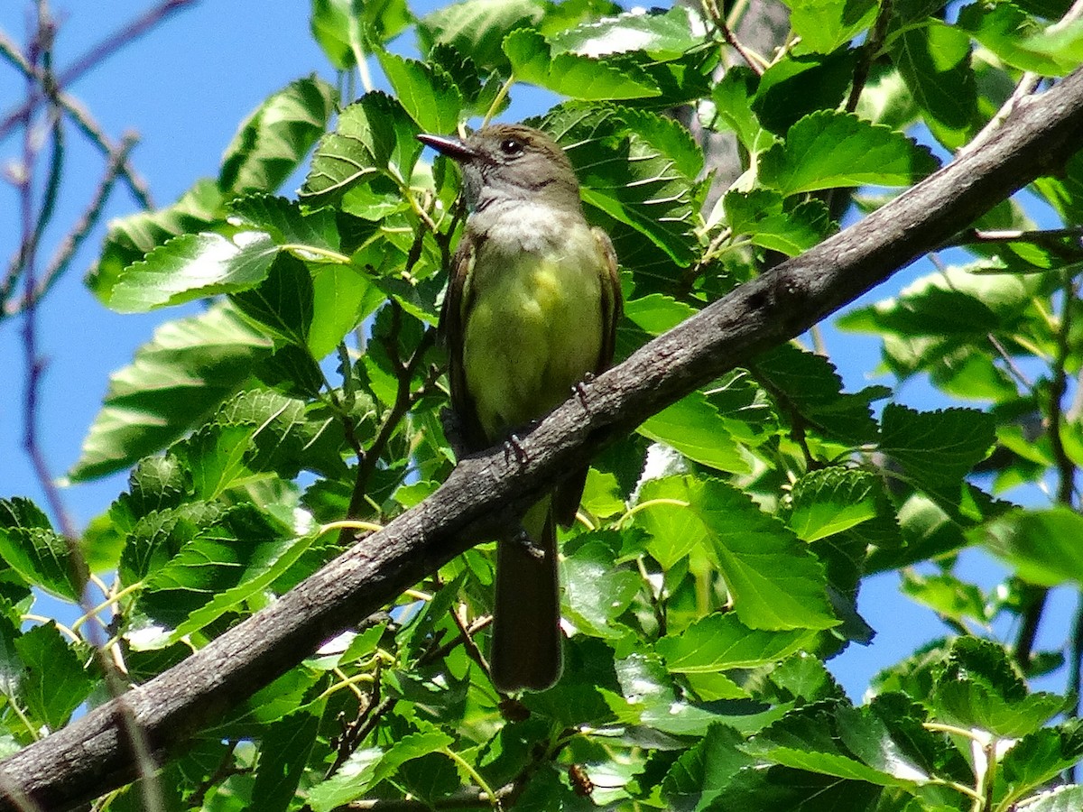 Great Crested Flycatcher - ML621004476