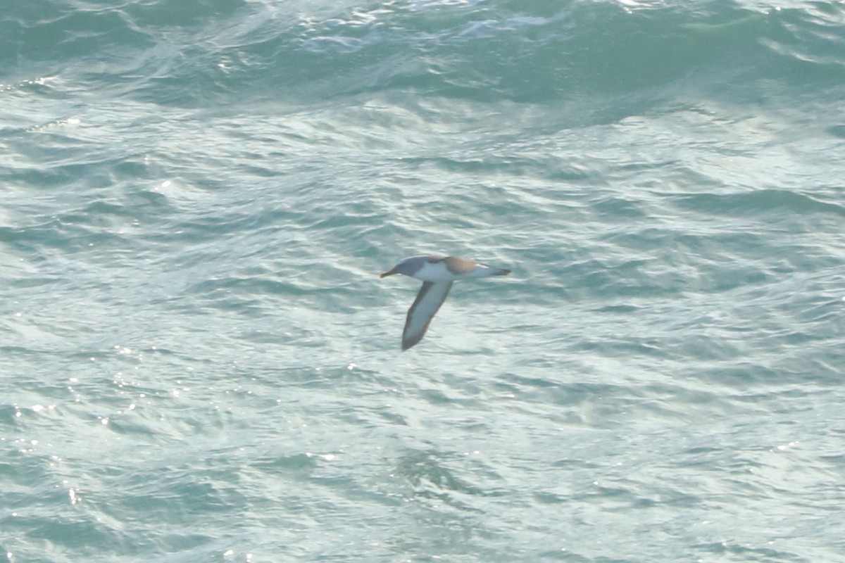 Buller's Albatross - ML621004482