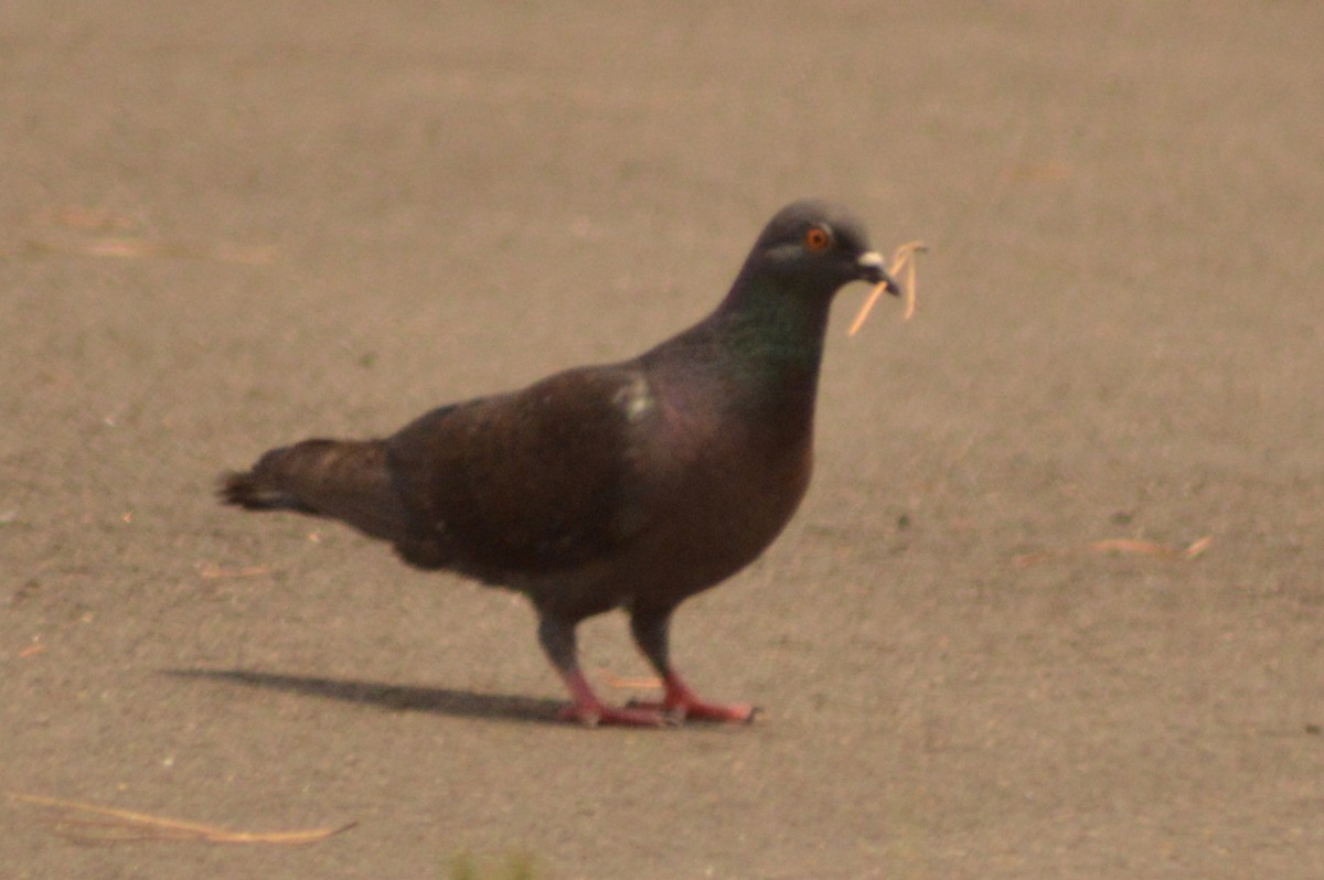 Rock Pigeon (Feral Pigeon) - ML621004543