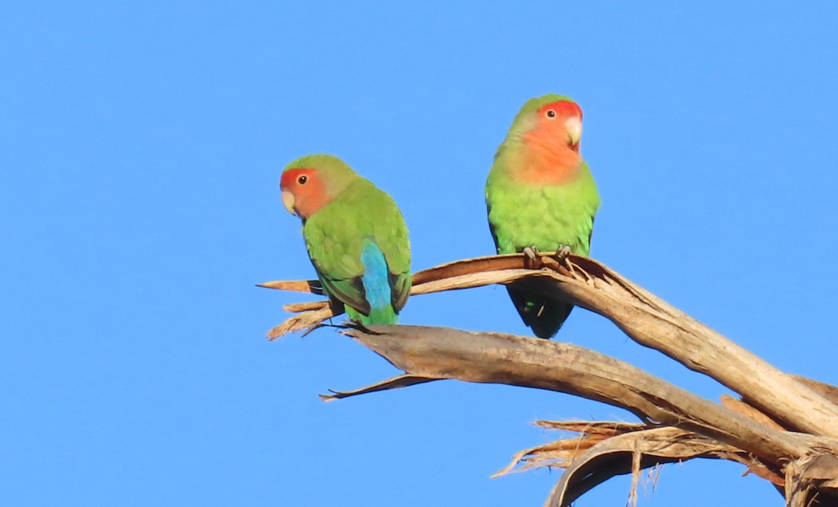 Rosy-faced Lovebird (Domestic type) - ML621004546