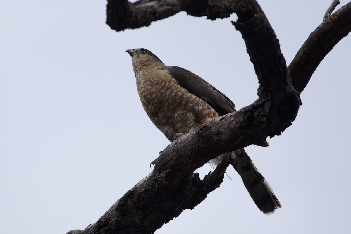 Cooper's Hawk - Nicole Desnoyers