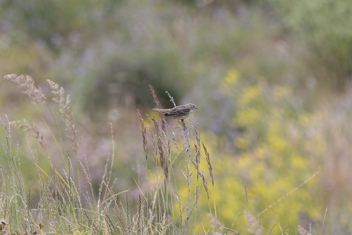 Meadow Pipit - ML621004579
