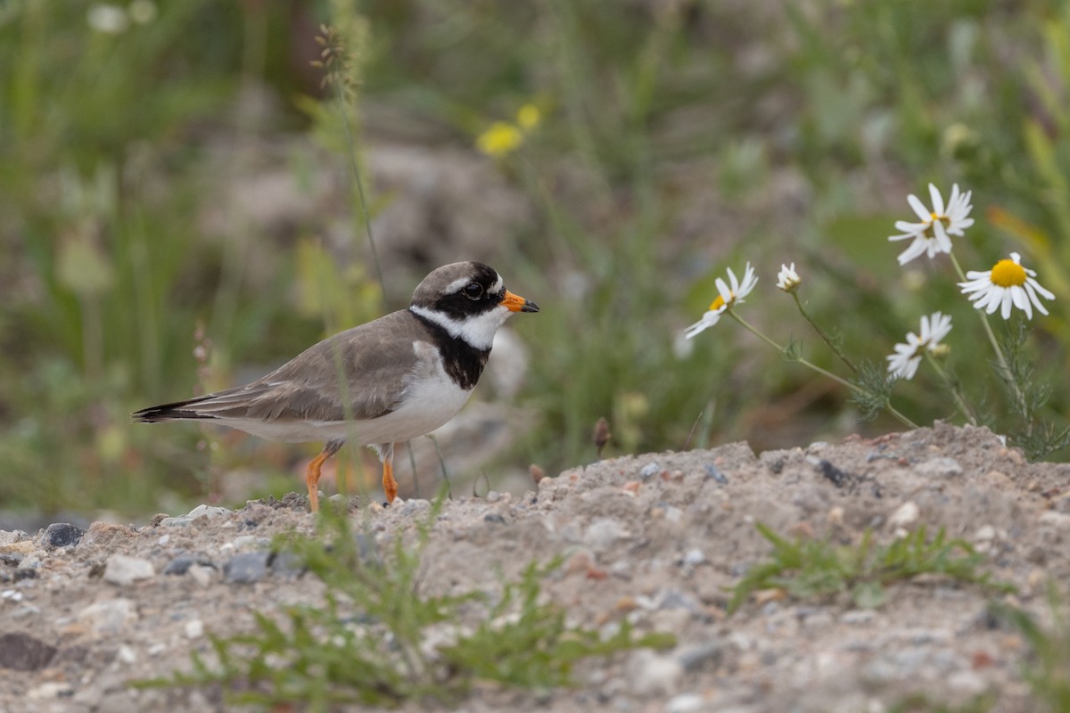 Common Ringed Plover - ML621004593