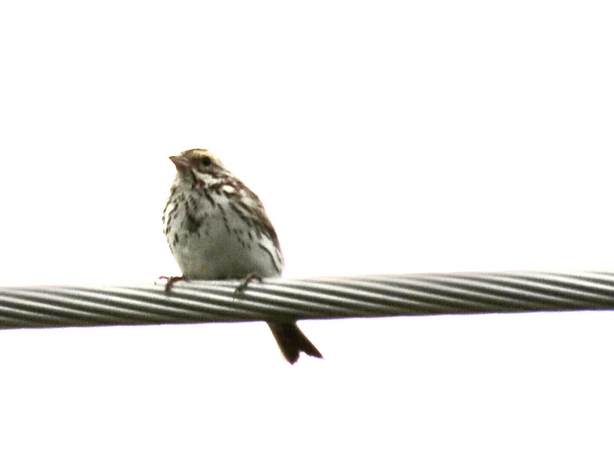 Savannah Sparrow - ML621004605