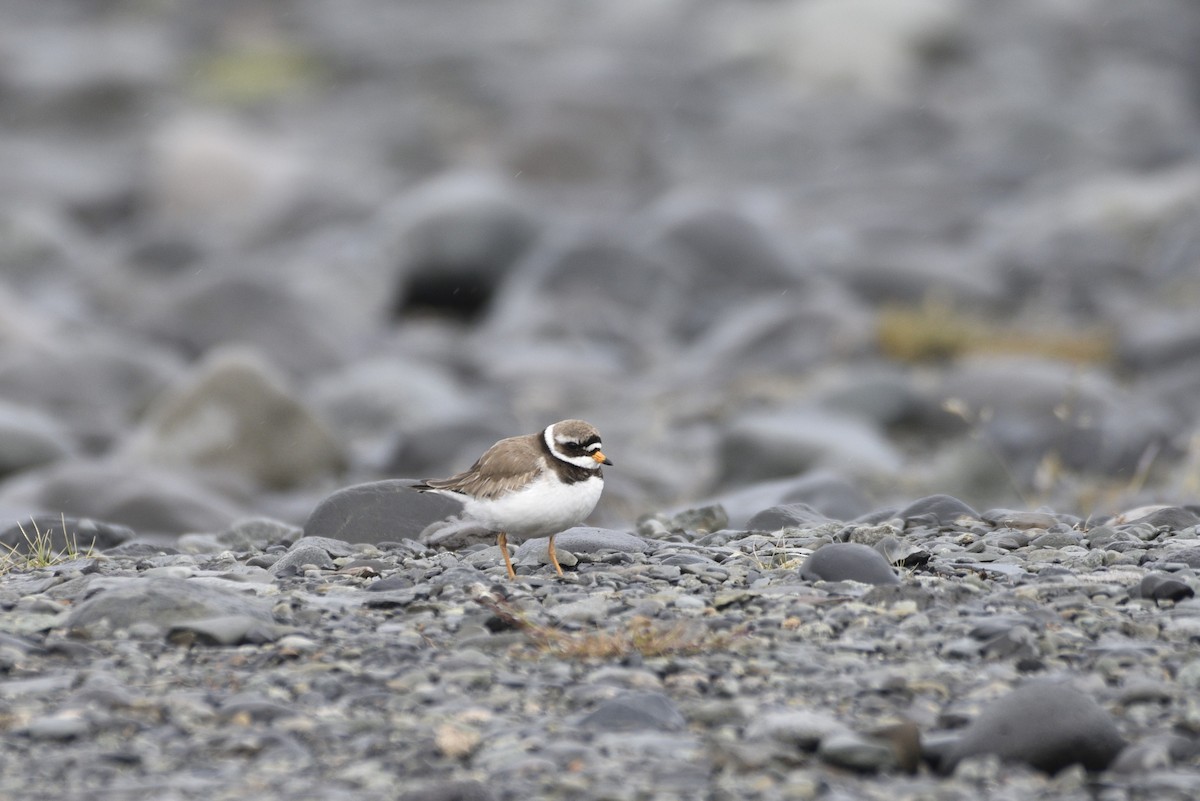 Common Ringed Plover - ML621004608