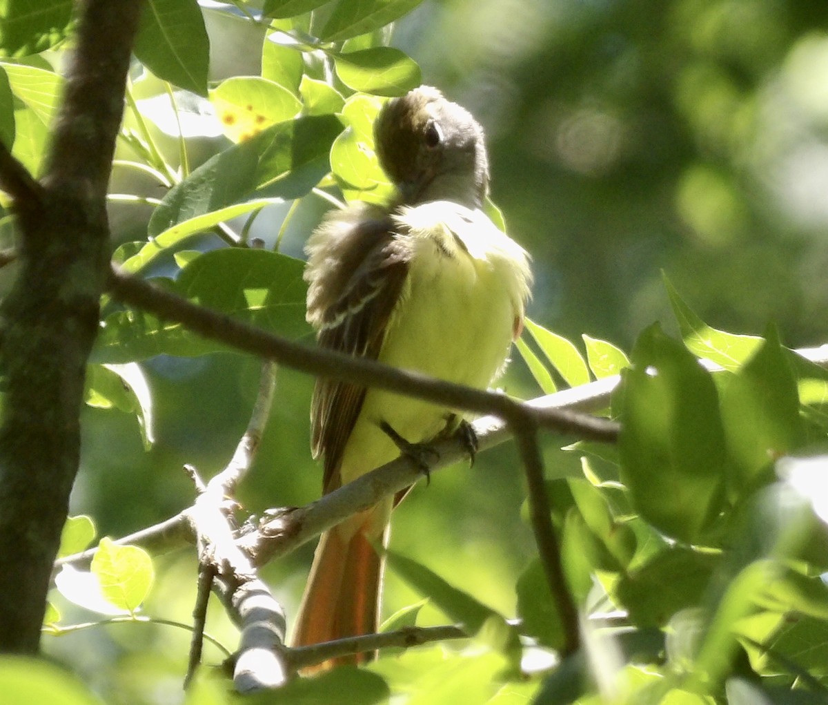 Great Crested Flycatcher - ML621004654