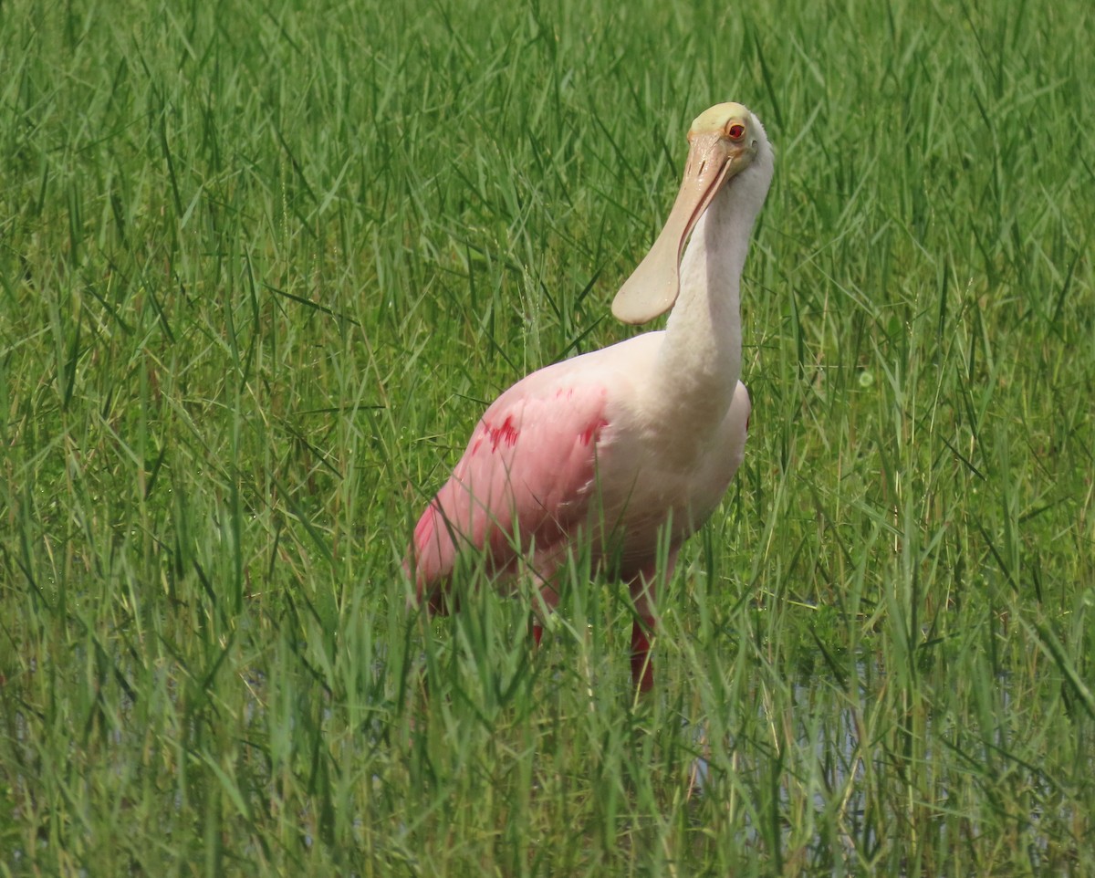 Roseate Spoonbill - Laurie Witkin