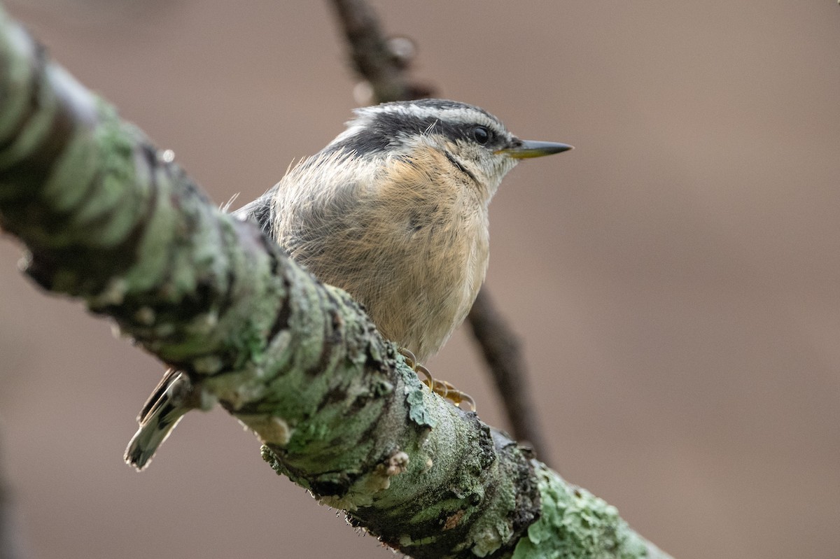 Red-breasted Nuthatch - ML621004731