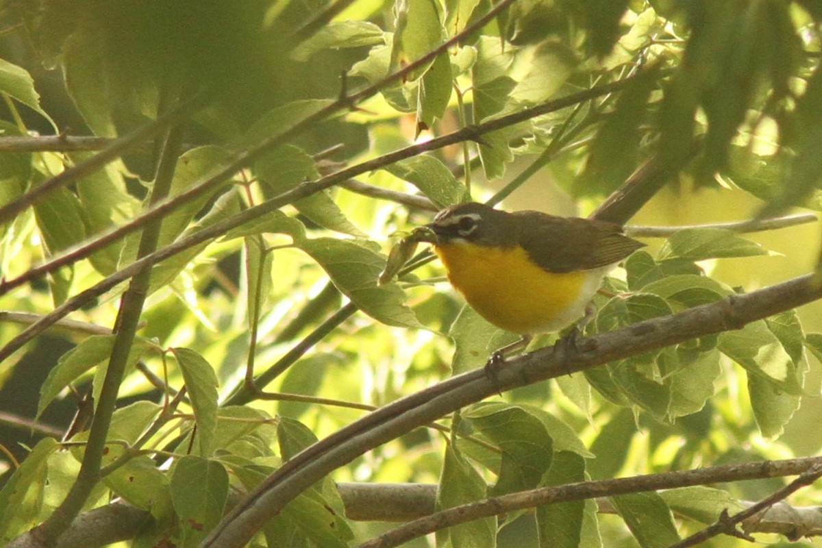 Yellow-breasted Chat - ML621004734