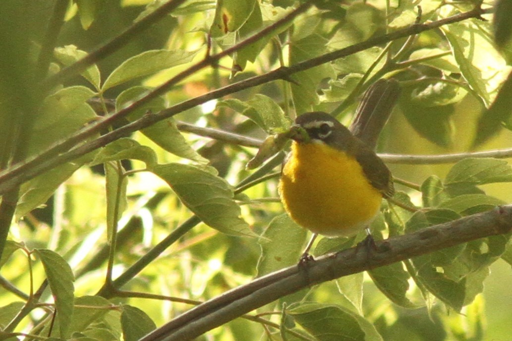 Yellow-breasted Chat - ML621004738