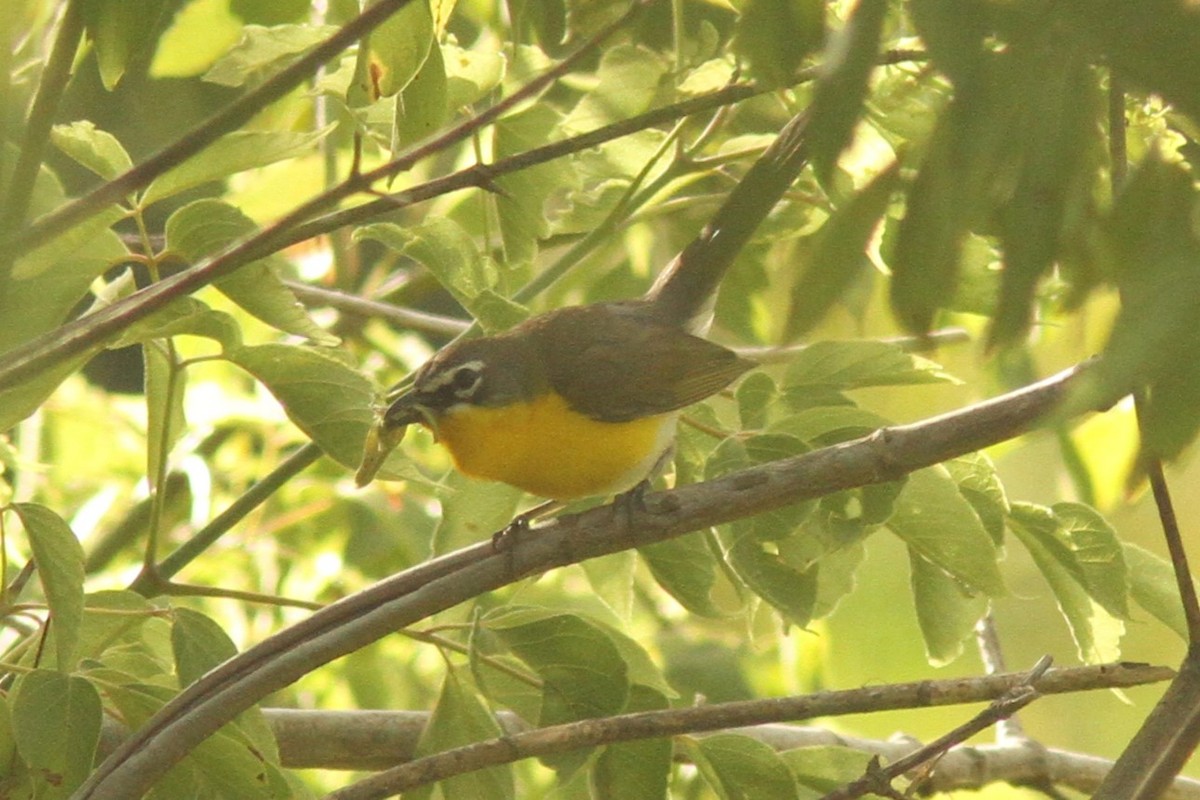 Yellow-breasted Chat - ML621004740