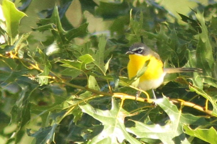 Yellow-breasted Chat - ML621004751
