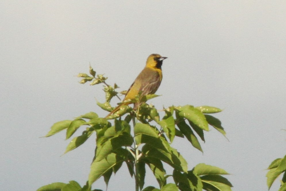 Orchard Oriole - ML621004766