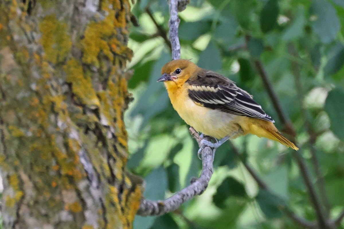 Orchard Oriole - ML621004783