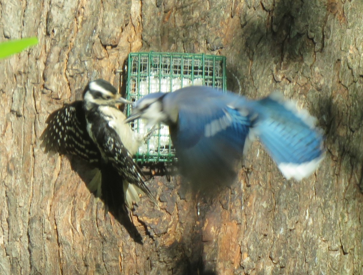 Hairy Woodpecker (Eastern) - ML621004797