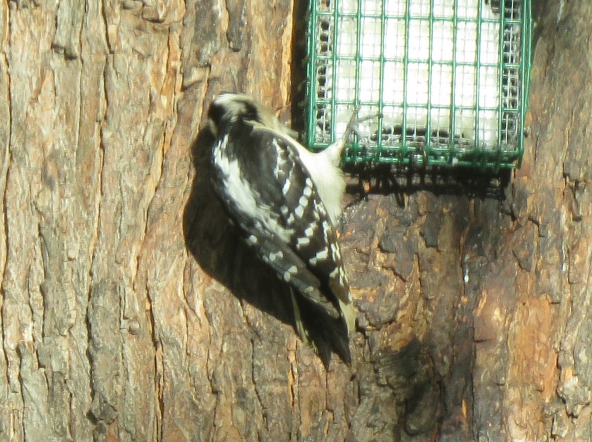 Hairy Woodpecker (Eastern) - ML621004798