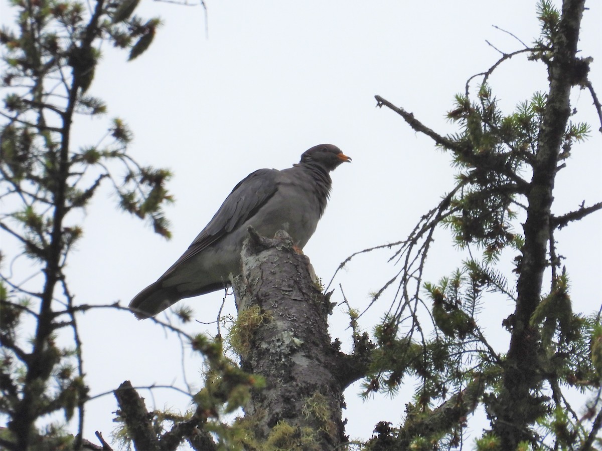 Band-tailed Pigeon - Kellie Sagen 🦉