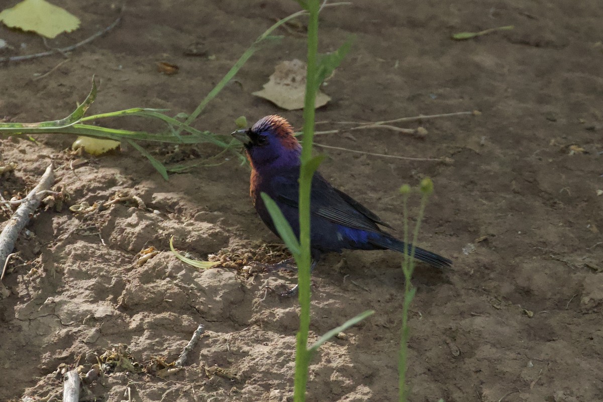 Varied Bunting - ML621004824