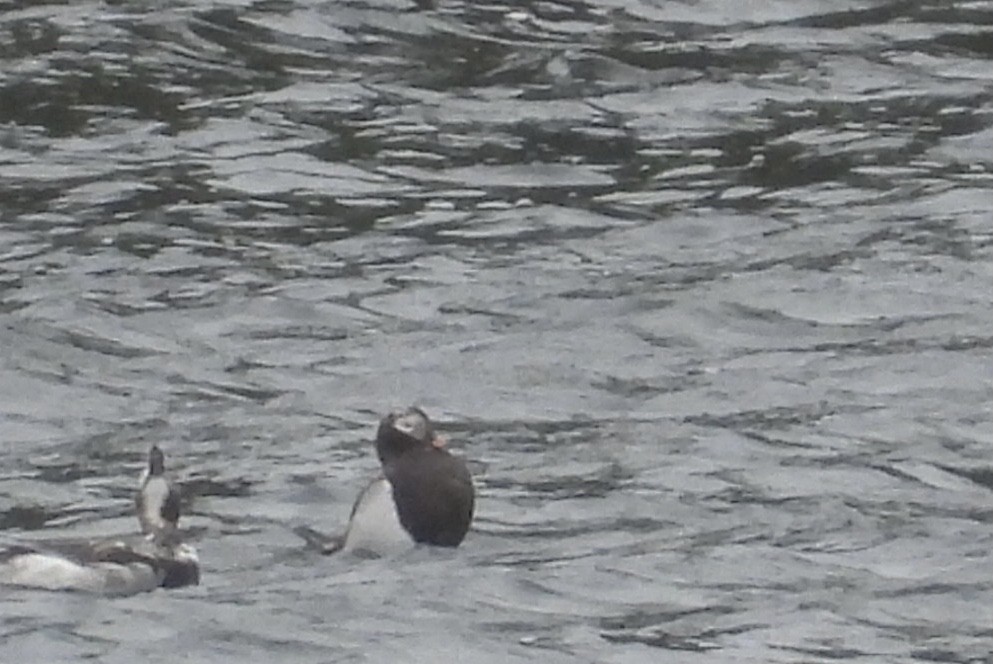Long-tailed Duck - ML621004827