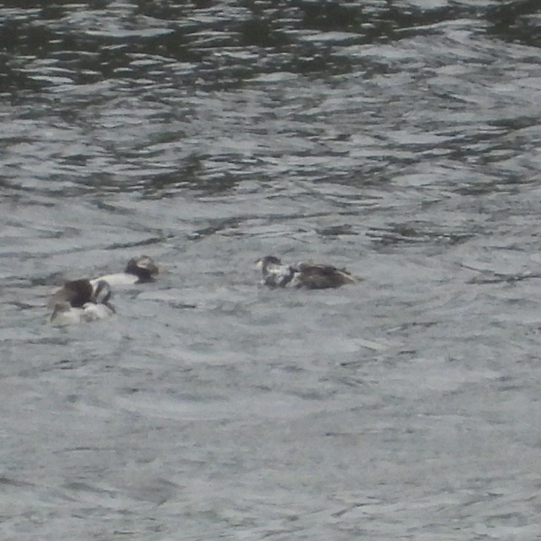 Long-tailed Duck - ML621004830