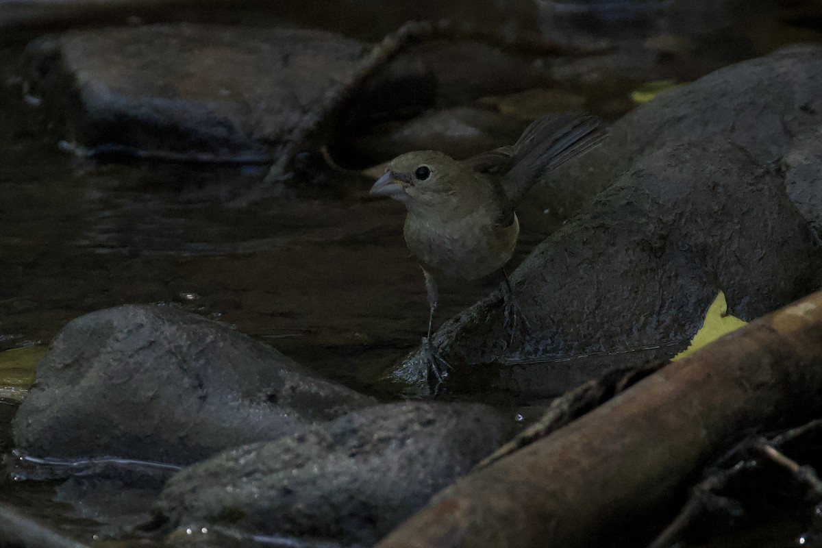 Varied Bunting - ML621004833