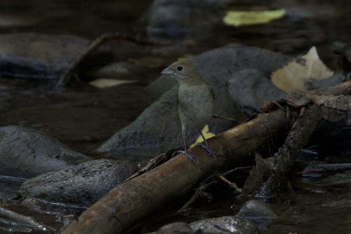 Varied Bunting - ML621004834