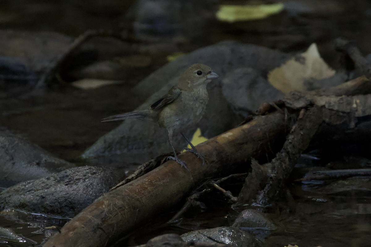 Varied Bunting - ML621004835