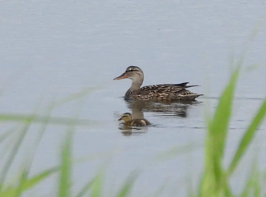 Canard colvert - ML621004868