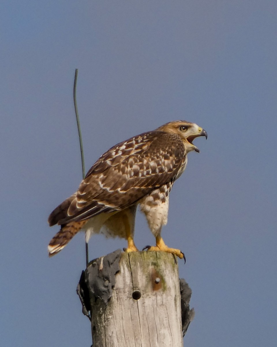 Red-tailed Hawk - ML621004889