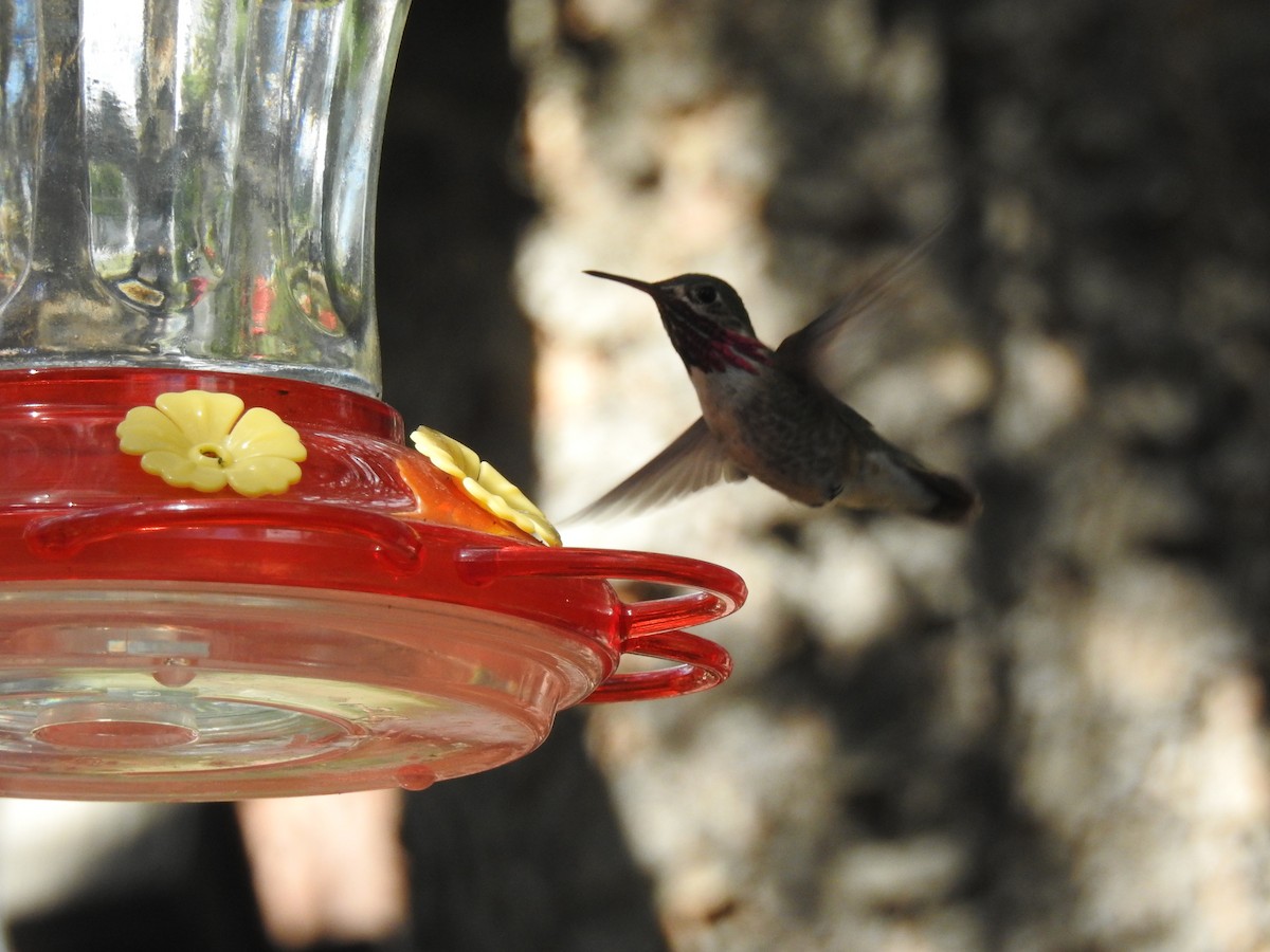 Calliope Hummingbird - ML621004921