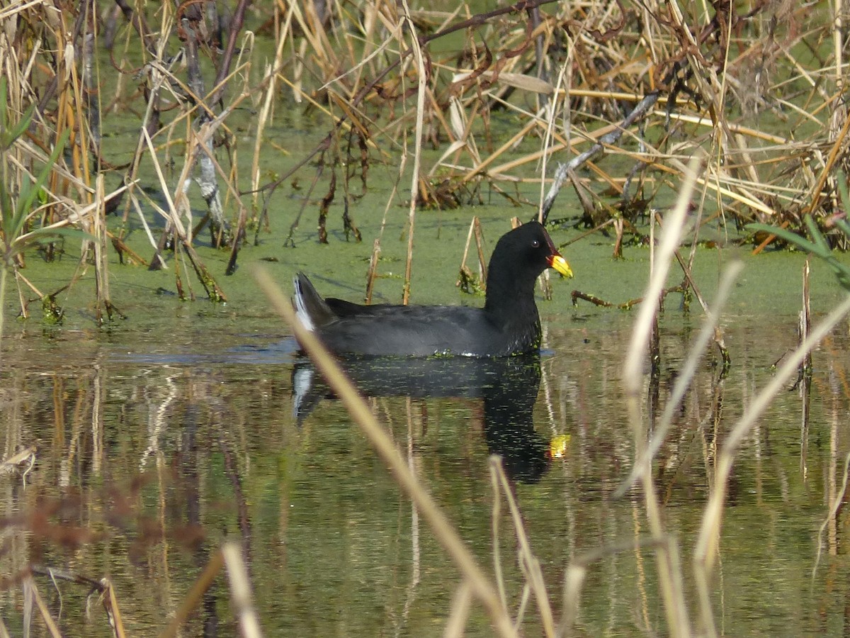 Red-fronted Coot - ML621004924