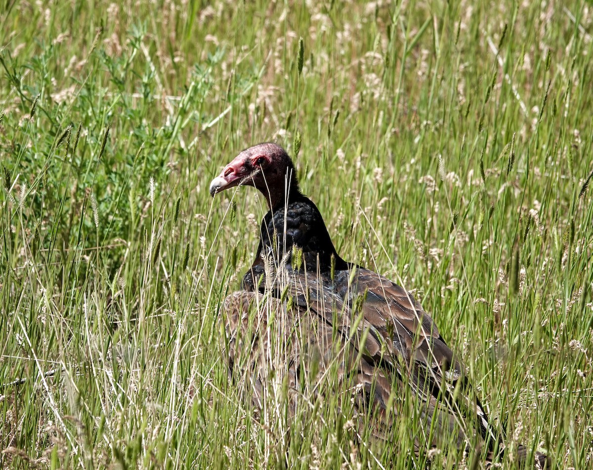 Turkey Vulture - ML621004927