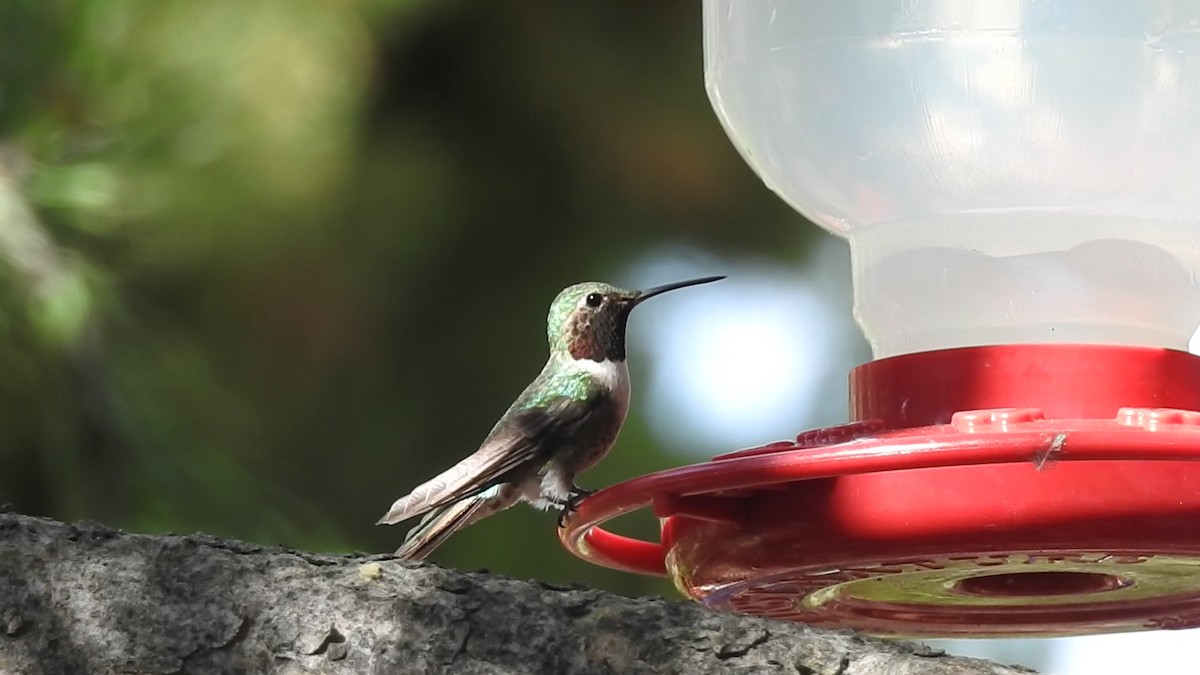 Black-chinned Hummingbird - ML621004933